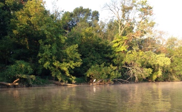 Egret Anacostia River 8.2015